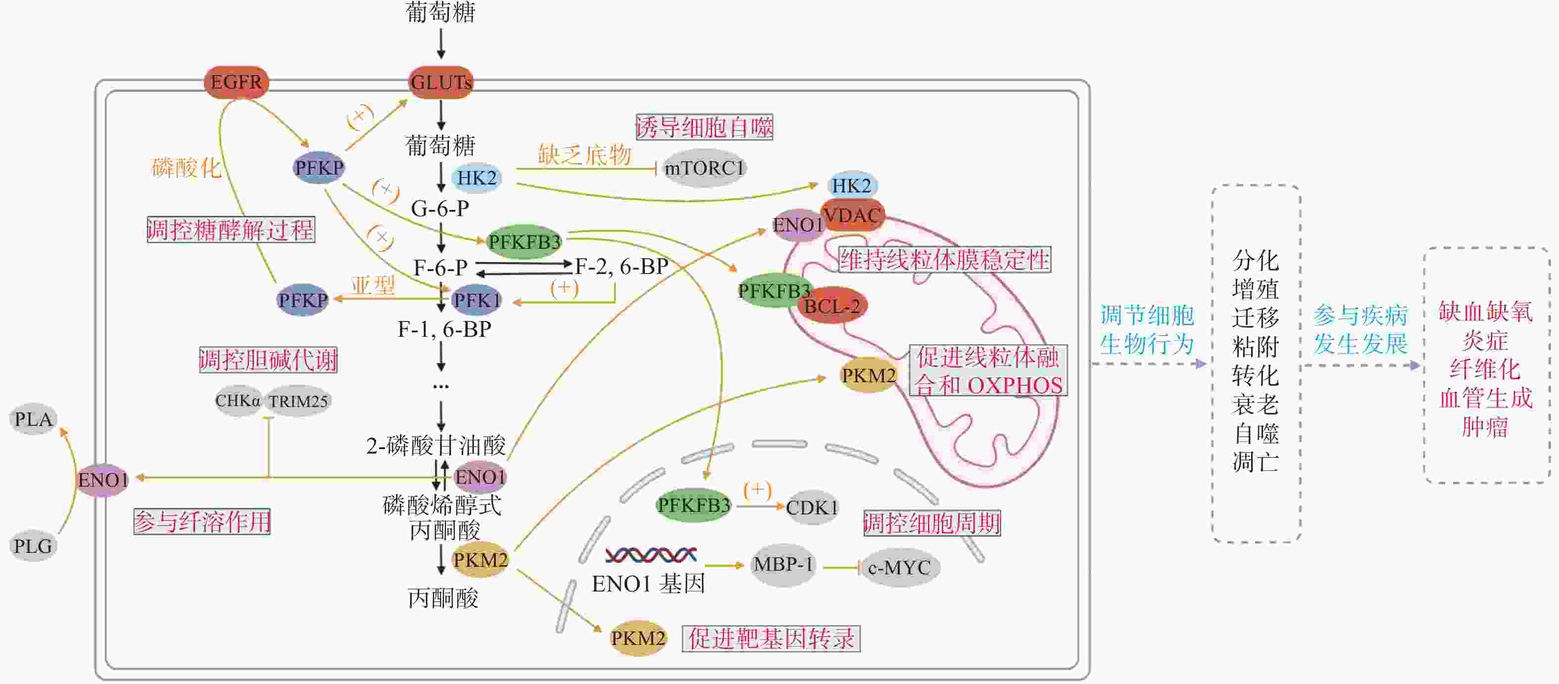 糖酵解酶调控机制示意图